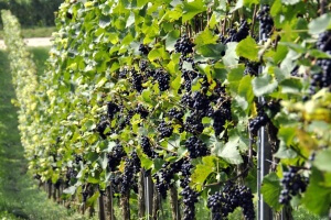 Low Yield Vineyards